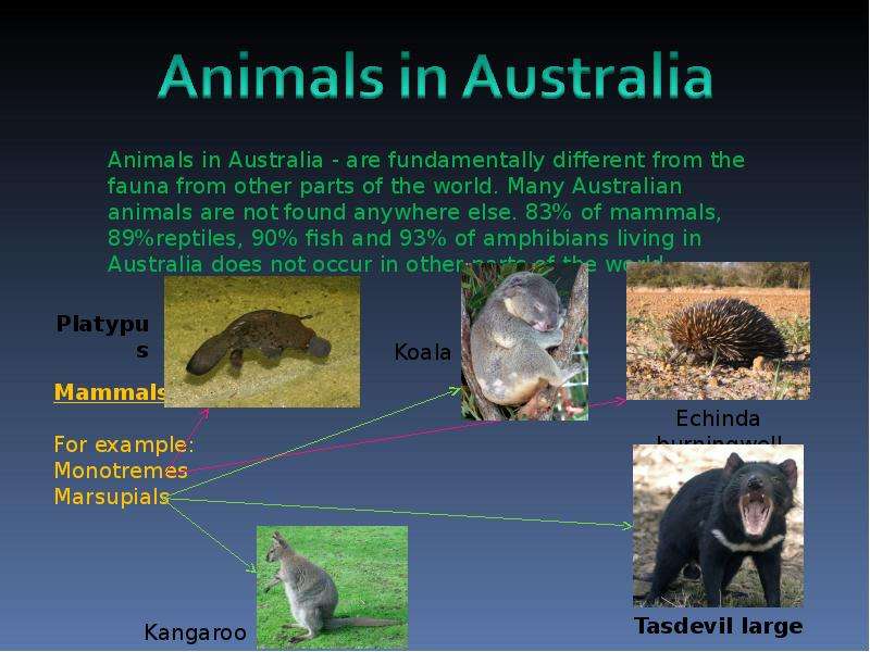 Презентация australia на английском