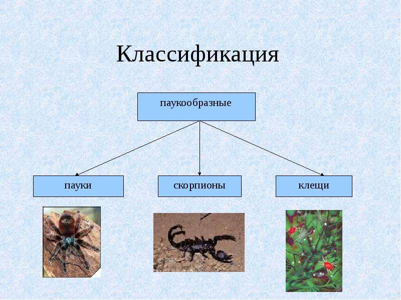 Паукообразные среда. Класс паукообразные систематика класса. Классификация паукообразных с представителями. Отряды паукообразных 7 класс биология. Классификация и филогения паукообразных.