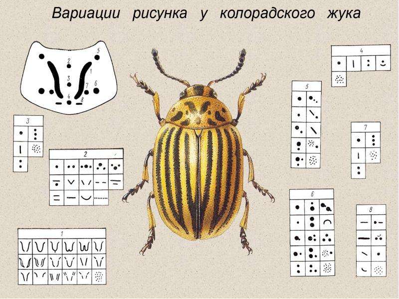 Рассмотри рисунок развития колорадского жука отметь на рисунке с помощью цифр яйца насекомого