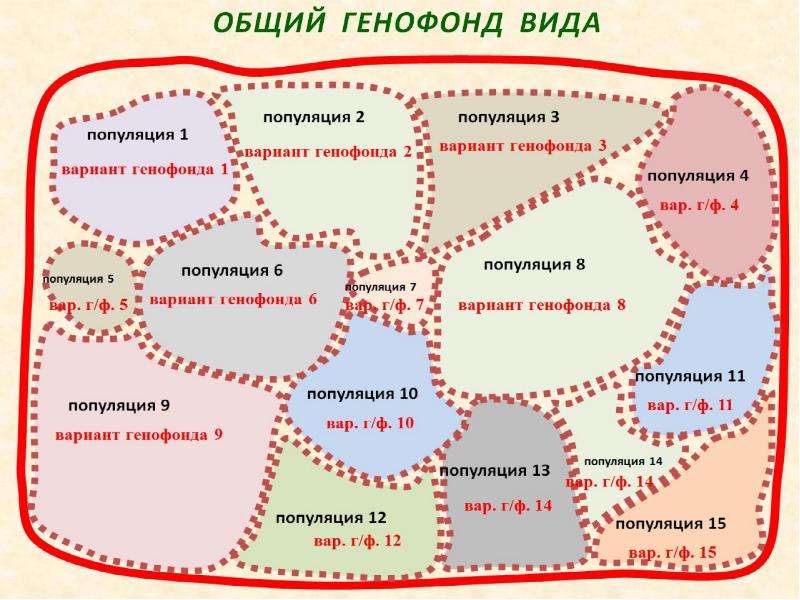 Генофонд это. Генофонд популяции. Генофонд популяции и генофонд вида. Что такое популяция и генофонд популяции. Генофонд популяции примеры.