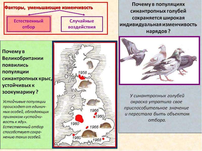 Естественный отбор в популяциях. Популяционная изменчивость. Изменчивость особей в популяции. Синантропные виды птиц примеры. Синантропные виды животных и растений.