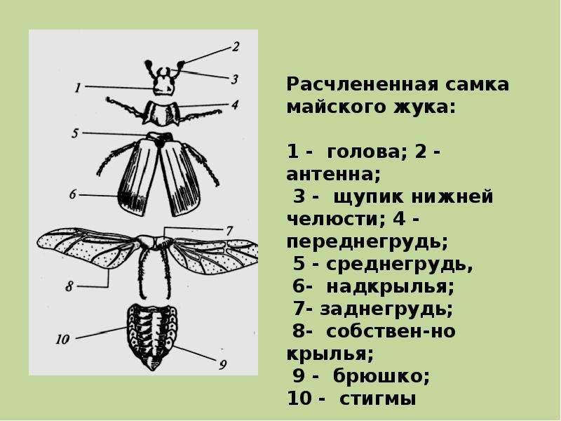 Внешнее строение насекомых лабораторная работа 7 класс. Класс - насекомые. Майский Жук. Внешнее и внутреннее строение. Части тела майского жука. Строение комара схема. Отделы тела майского жука.