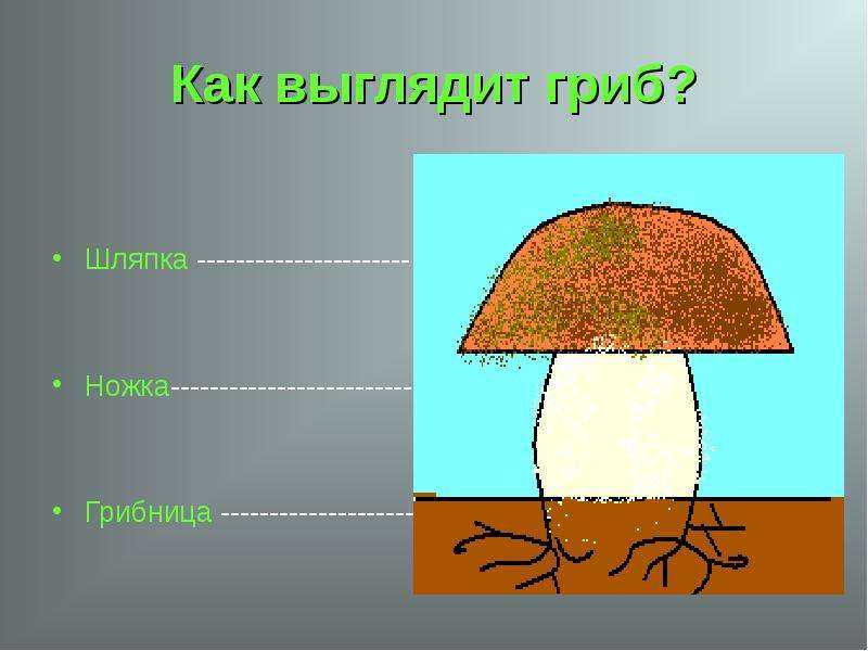 Выполни грибы. Гриб шляпка ножка грибница. Части гриба 1 класс. Схема гриба с грибницей для дошкольников. Схема гриба шляпка, ножка, грибница.