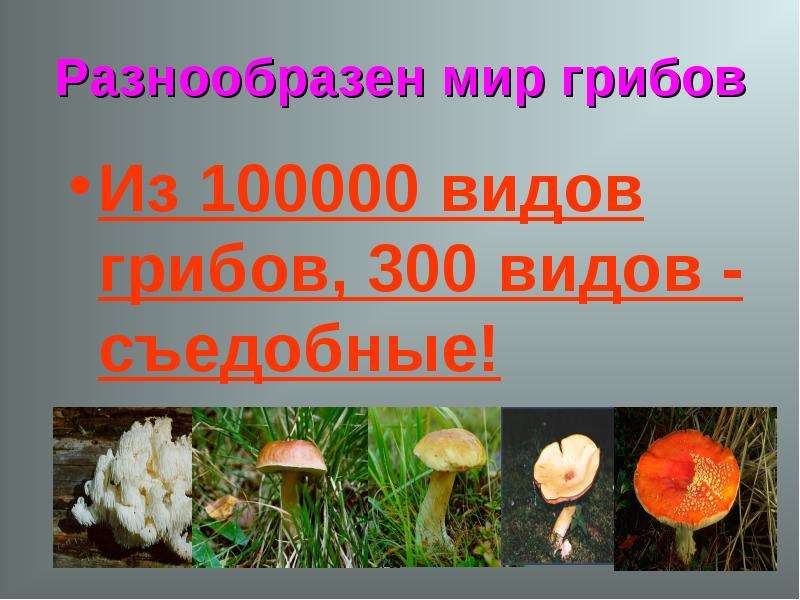 Грибы 1 класс. 100000 Видов грибов. Факты о съедобных грибах. Интересные факты и мифы про грибы. Интересный факт про грибы для детей начальной школы.