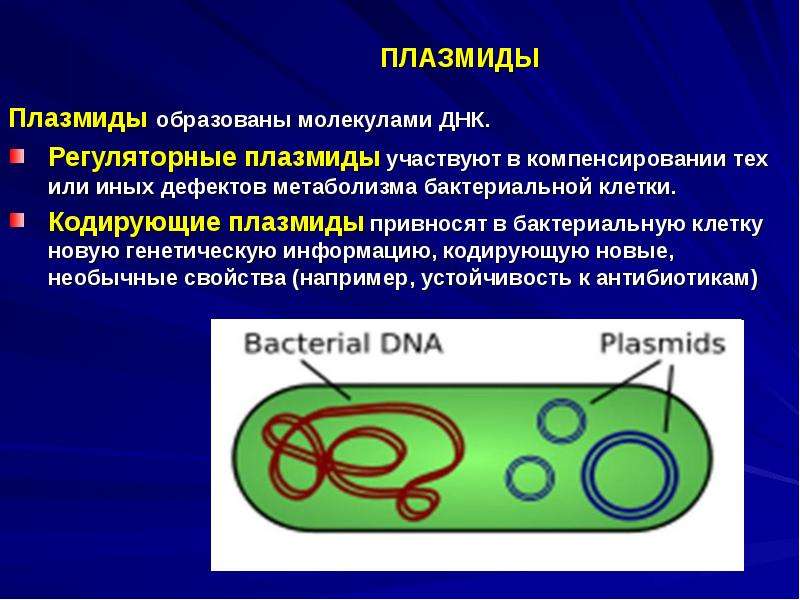 Лекция № 6. Генетика бактерий и вирусов.