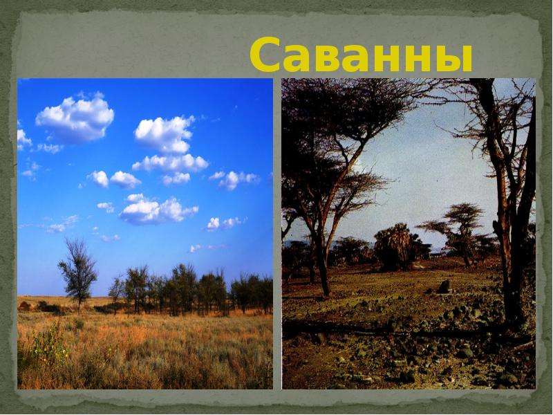 Проект по географии саванна