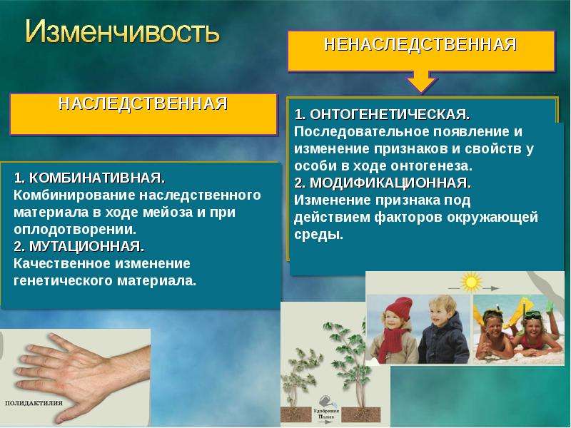 Наследственное и ненаследственное изменение