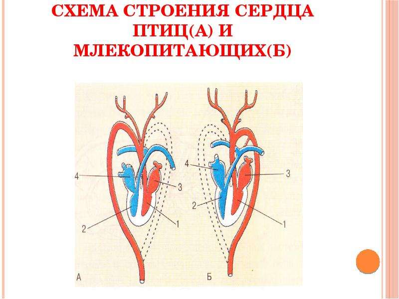 Сравнение сердца птиц и млекопитающих. Схема сердца млекопитающих. Эволюция кровеносной системы. Строение сердца млекопитающих. Строение кровеносной системы млекопитающих.