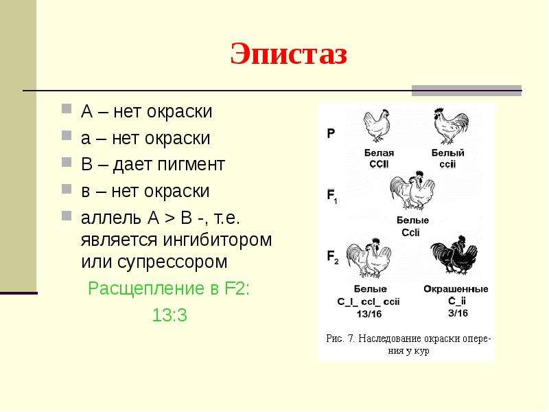 Распад 13. Доминантный эпистаз курицы. Рецессивный эпистаз 13 3. Эпистаз генетика. Эпистаз задачи по генетике.