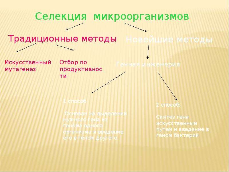 Селекция микроорганизмов проект