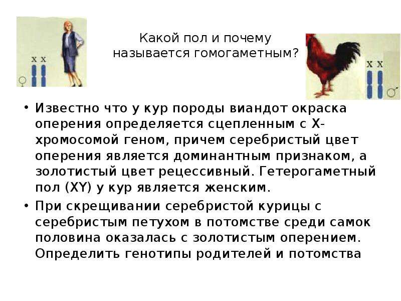 Гетерогаметным полом является женский пол. Доминантная окраска у птиц. Какой пол и почему называется гомогаметным. Генетика курицы. У птиц гомогаметным является пол.