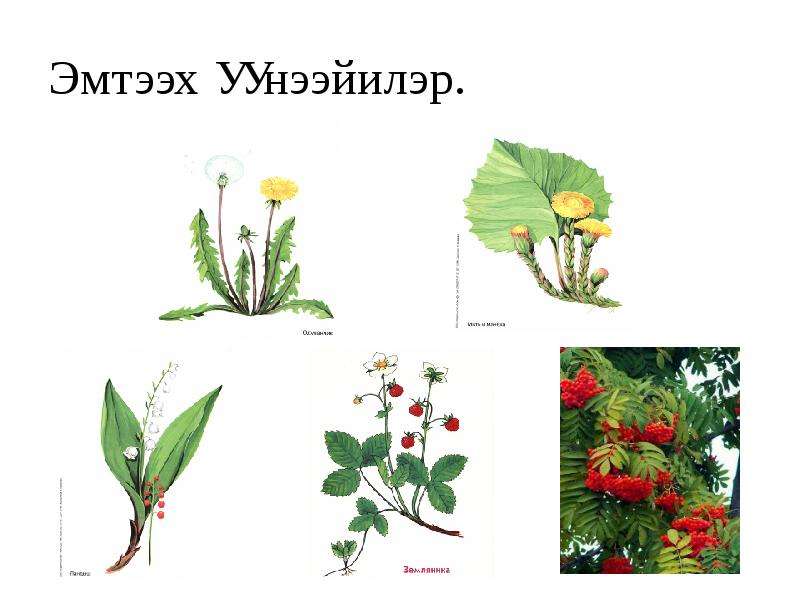 Саха сирин кыыллара презентация