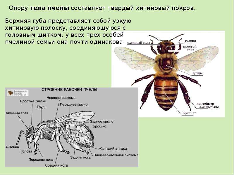 Презентация по биологии 7 класс на тему пчелы