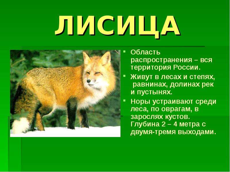 Какие дикие животные обитают в твоем регионе. Лисица. Животные Волгоградской области. Животные обитающие в Волгоградской области. Лисы в красной книге.
