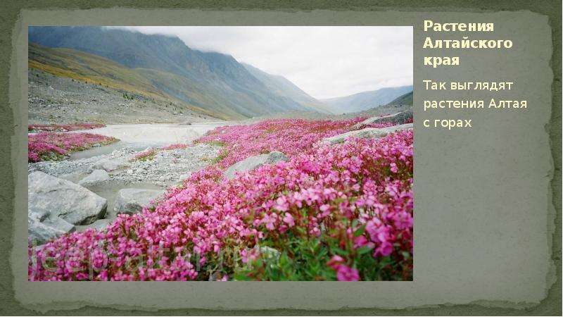 Цветы алтайского края занесенные в красную книгу фото