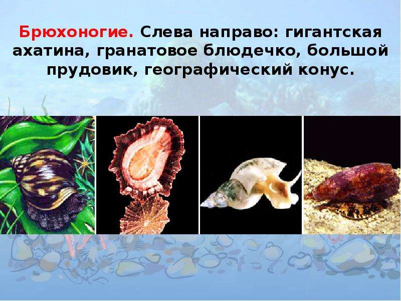 Представители класса брюхоногих моллюсков. Брюхоногие прудовик. Брюхоногие моллюски 7 класс биология. Класс брюхоногие представители. Общая характеристика брюхоногих.