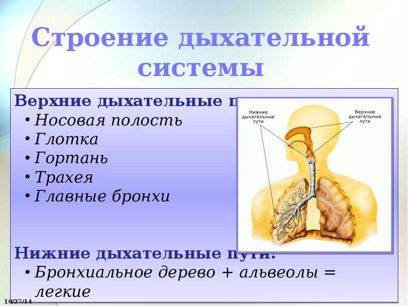 Дыхание органы дыхания. Строение дыхательной системы. Стр1ение 3ыхате20н1й системы. Дыхательная система человека состоит из. Строение верхней дыхательной системы.