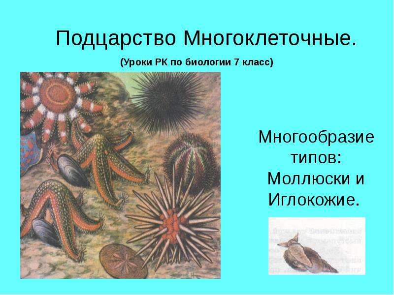 Презентация Подцарство Многоклеточные. Многообразие типов: Моллюски и Иглокожие.