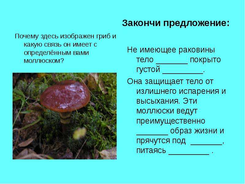 Закончи предложение: Почему здесь изображен гриб и какую связь он имеет с определённым вами моллюско