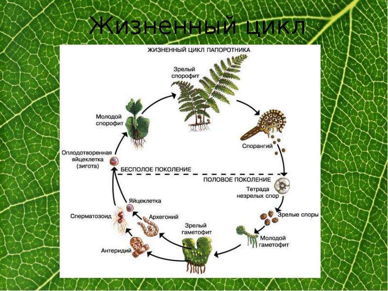 Как выглядит спорофит папоротника фото