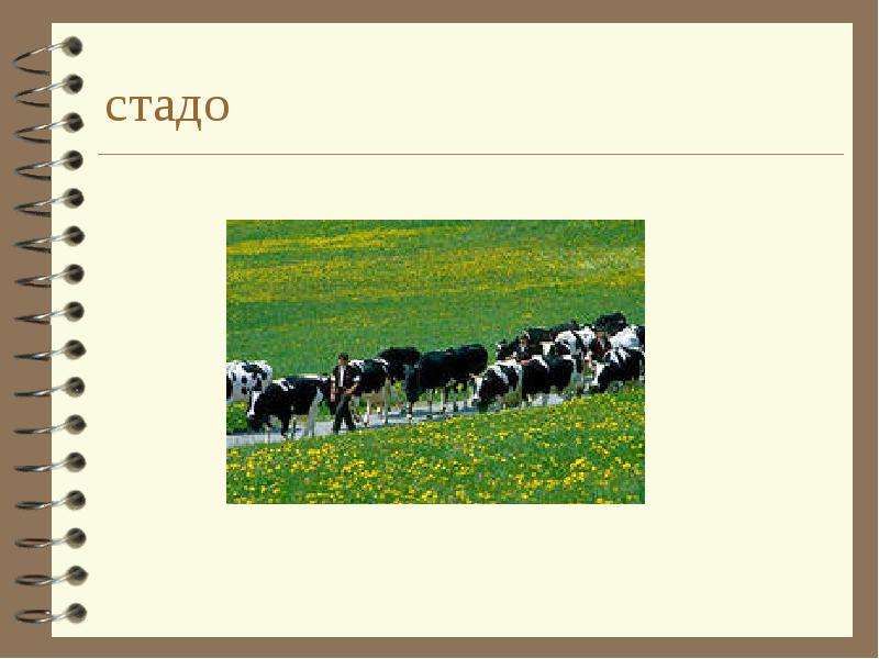 Текст стадо. Схема стадо полоской идущее. Слово стадо стадо хто собирателтгое существительное.