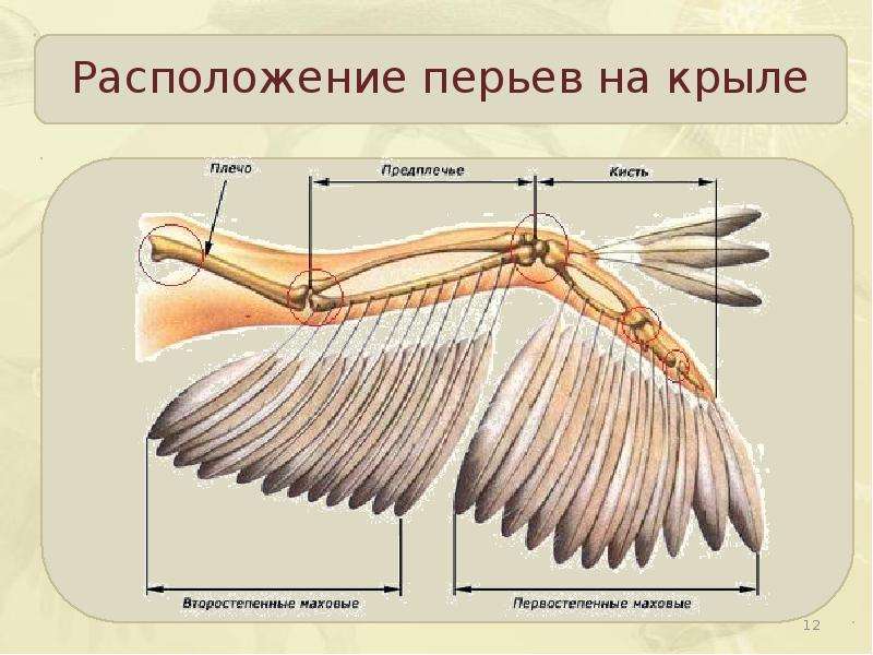 Презентация на тему какие части тела птицы являются рычагами презентация