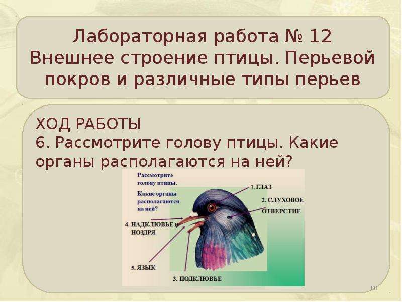 Презентация 7 класс внутреннее строение птиц 7 класс биология