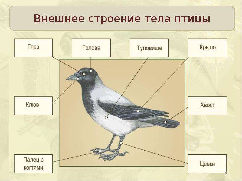 Голова птицы рисунок биология