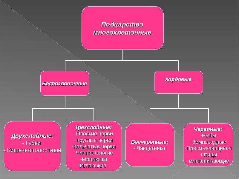 Характеристика царства животных. Царство животные Подцарство многоклеточные. Царство животных Подцарство таблица. Подцарство многоклеточные классификация. Подцарствомногоклнточные.