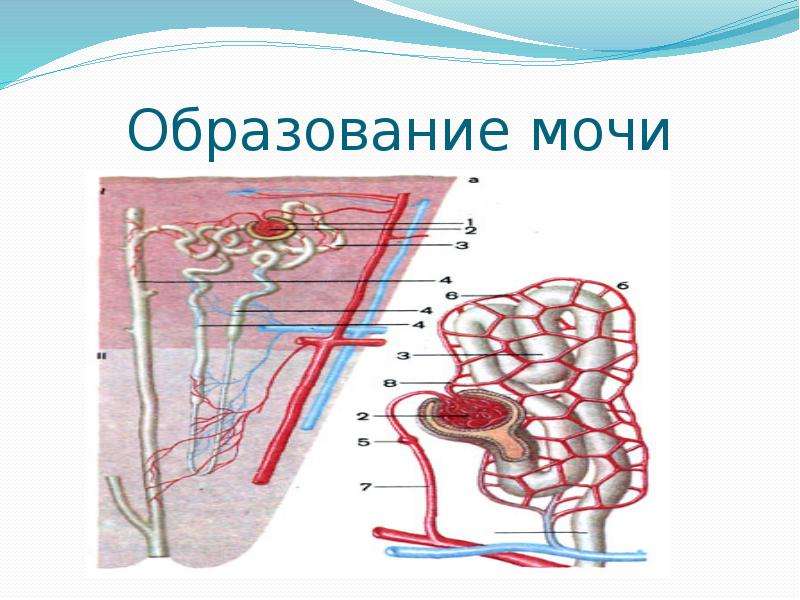 Функции кожи защитная выделительная