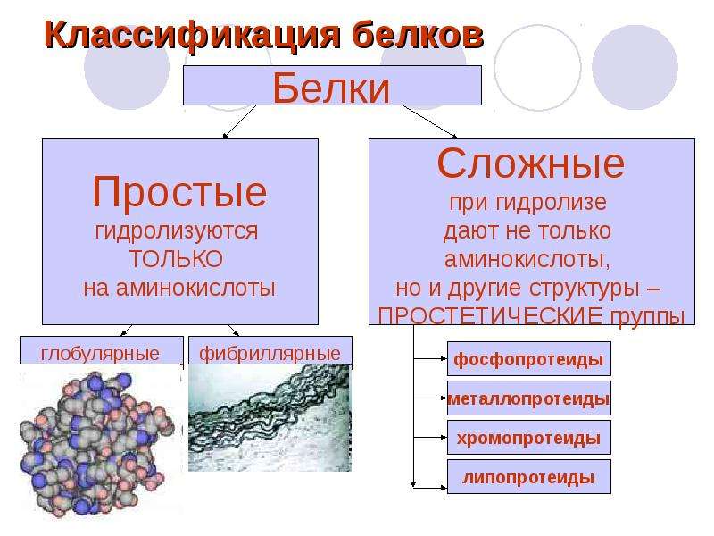 Классификация белков презентация