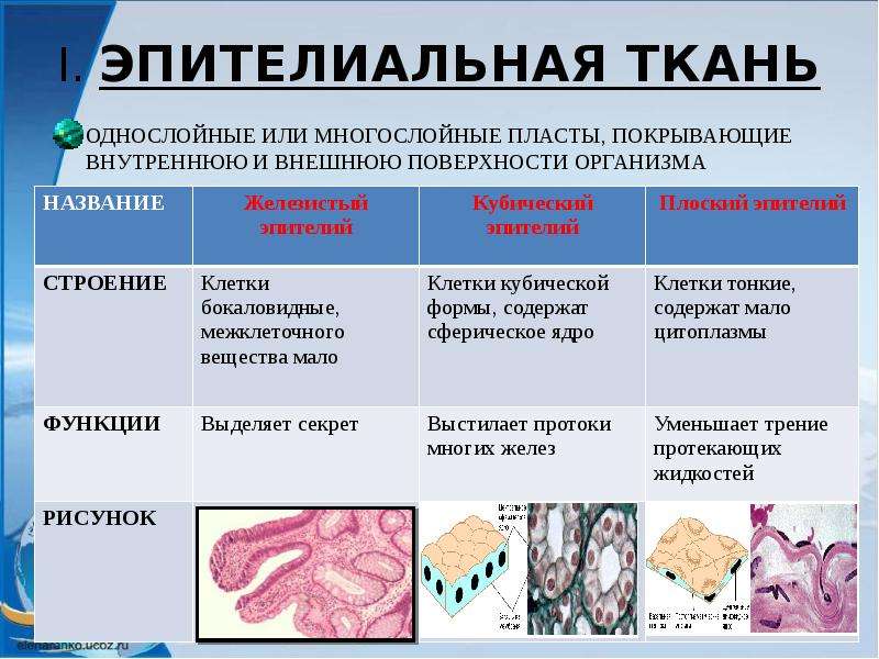 Тест по тканям. Строение эпителиальной ткани. Эпителиальная ткань однослойная и многослойная. Эпителиальная соединительная нервная функции.