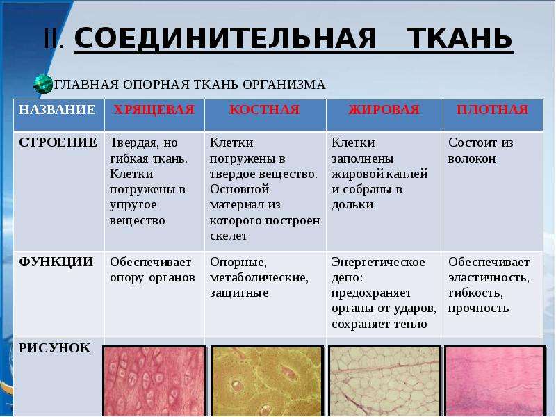 Ткани презентация 11 класс биология