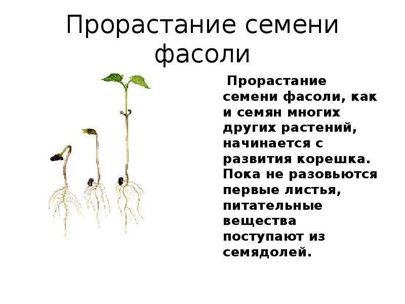 Презентация рост и развитие растений 6 класс. Строение и прорастание семени. Этапы роста фасоли. Процесс прорастания семян. Прорастание семян фасоли.