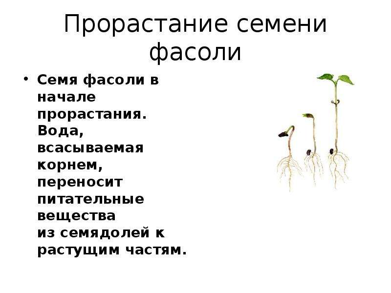 Проект по биологии 6 класс на тему прорастание семян фасоли