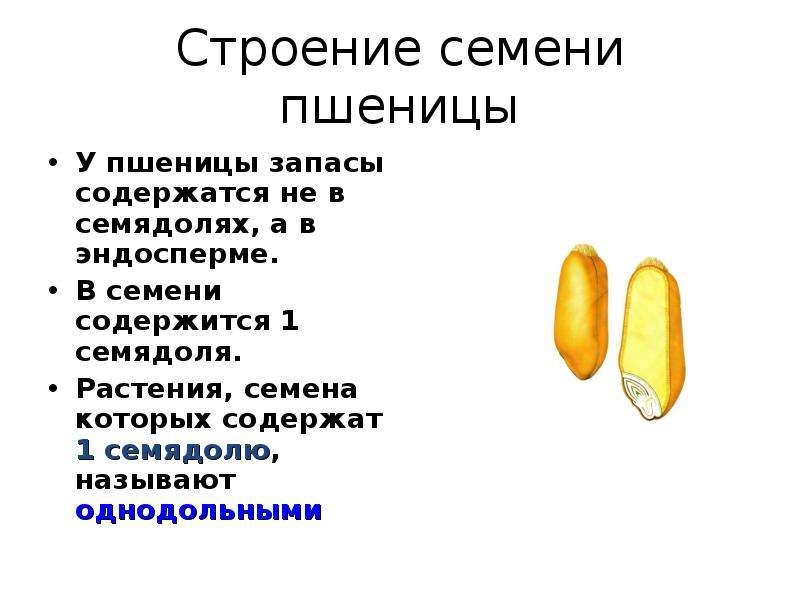 Рассмотрите рисунок на странице 148 что доказывает опыт с удалением эндосперма