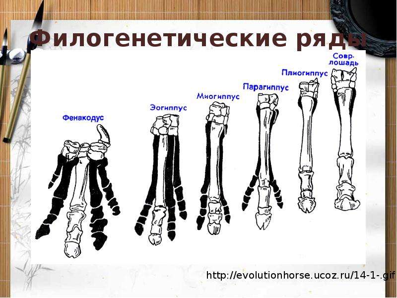 Доказательства филогенетические ряды. Филогенетические ряды. Филогенетический ряд человека. Филогенетический ряд лошади кости. Филогенетические ряды это в биологии.