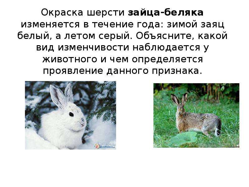 Изменение окраски животных. Заяц Беляк и Русак летом. Заяц Беляк Тип окраски окраска среды. Интересные факты о зайце беляке. Заяц зимой.