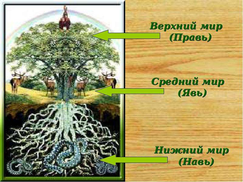 Презентация на тему дерево жизни