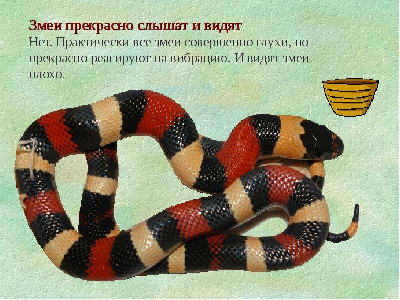 Змея на других языках. Факты о змее. Факты о змеях для детей. Змеи интересные факты. Факты про змею.