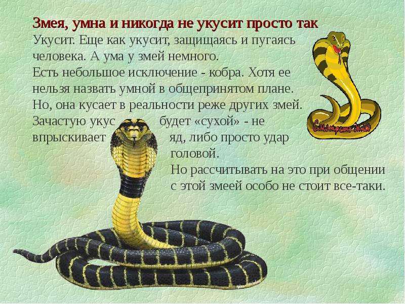 Змейка текст. Рассказ о змеях. О змеях для детей. Змея описание для детей. Факты о змеях для детей.