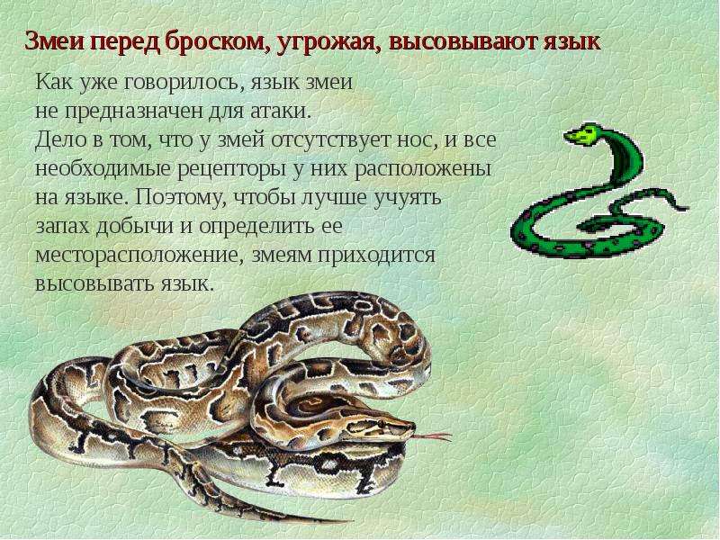 Отношения между змеей и змеей. Интересное о змеях. Интересные факты про змей. Удивительные факты о змеях. Интересные факты о змеях для детей.