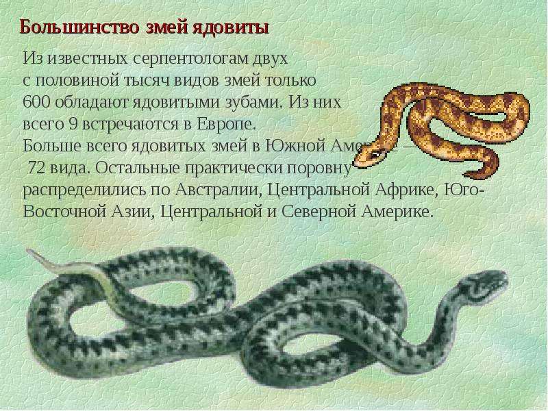 Рассказ змейка. О змеях для детей. Факты о змеях для детей. Описание змеи для детей. Змеи интересные факты.