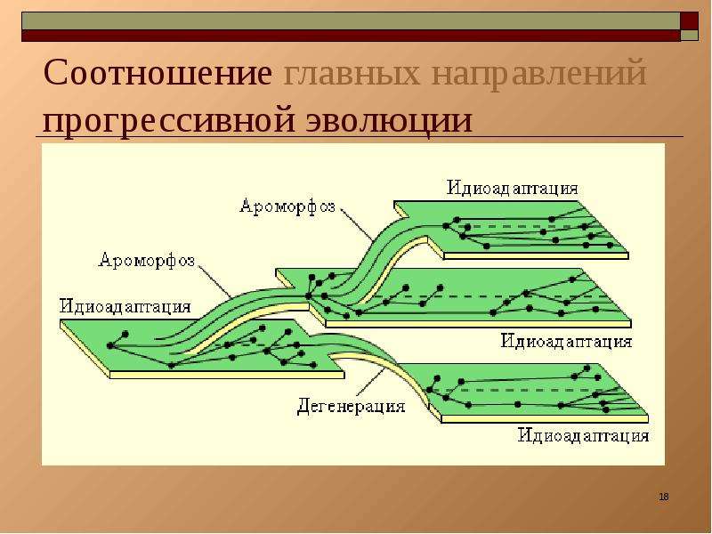 Схема северцова направление эволюции