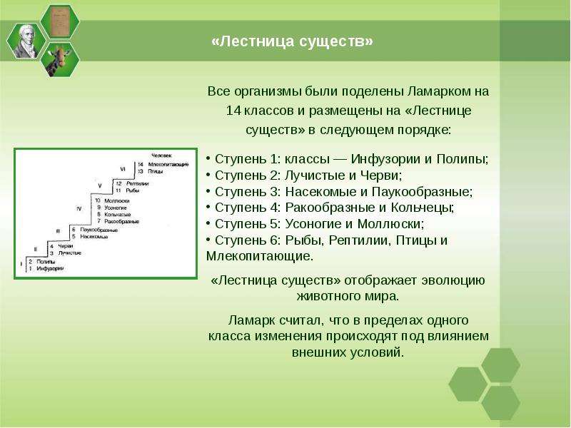 Лестница жизни биология 9 класс презентация