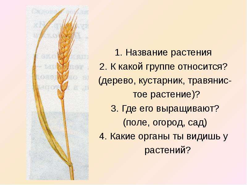 К какой группе относится. Деревья к какой группе растений относятся. К какой группе относится пшеница дерево кустарник. К какой группе относятся дерево кустарник. Пшеница к какой группе растений относится.