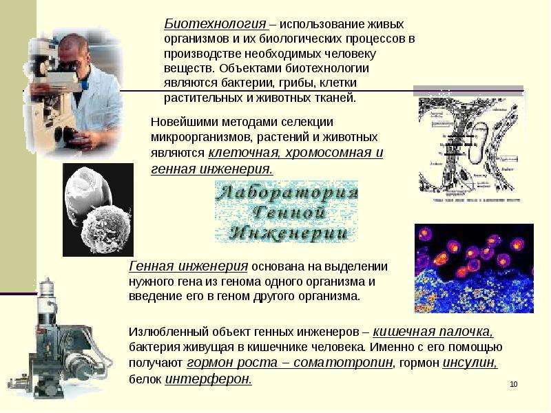 Презентация пименов селекция микроорганизмов