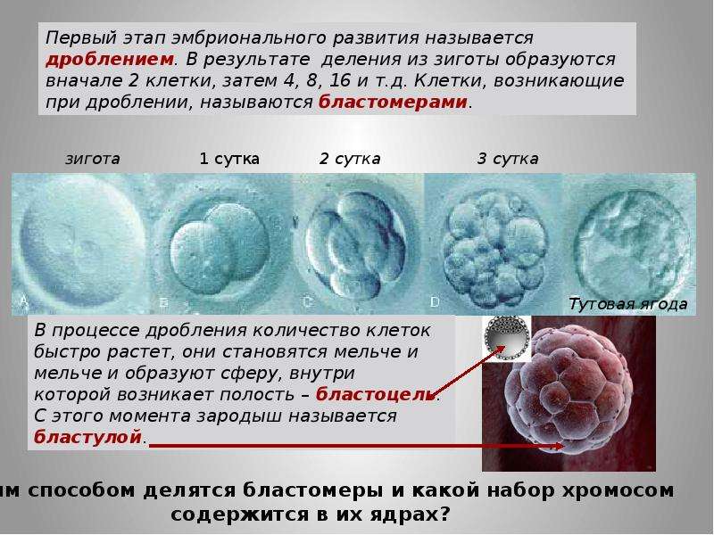 Эмбриональное развитие презентация