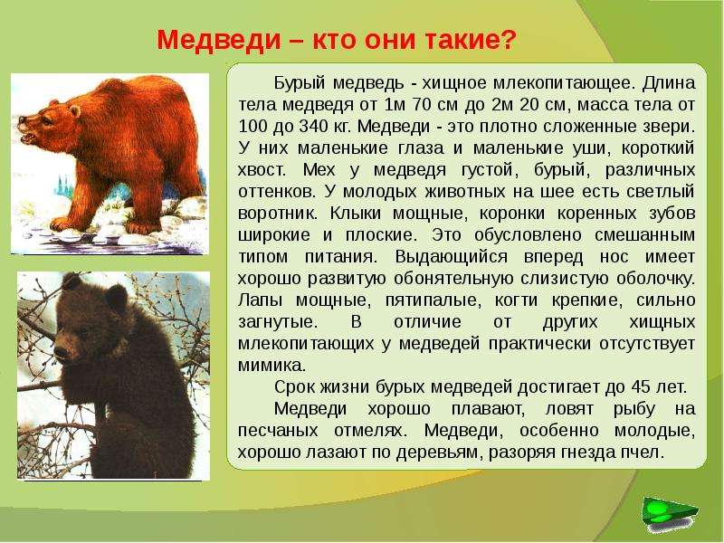 Рассказ про медведя 1 класс. Доклад о медведях. Сообщение о медведе. Описание медведя. Информация о буром медведе.