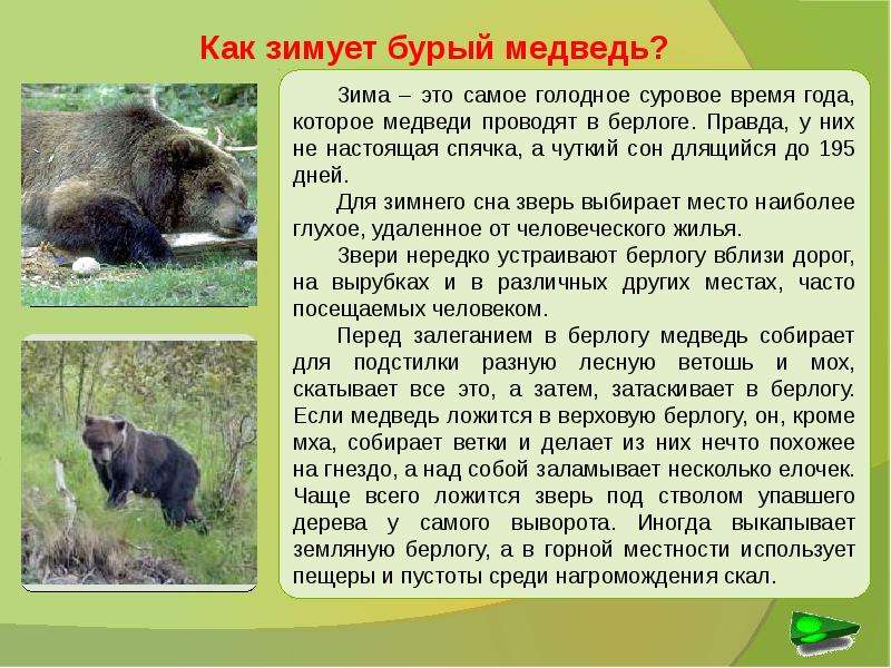 Сочинение про бурого медведя 5. Описание медведя. Сочинение про медведя. Бурый медведь описание. Сообщение о медведе.